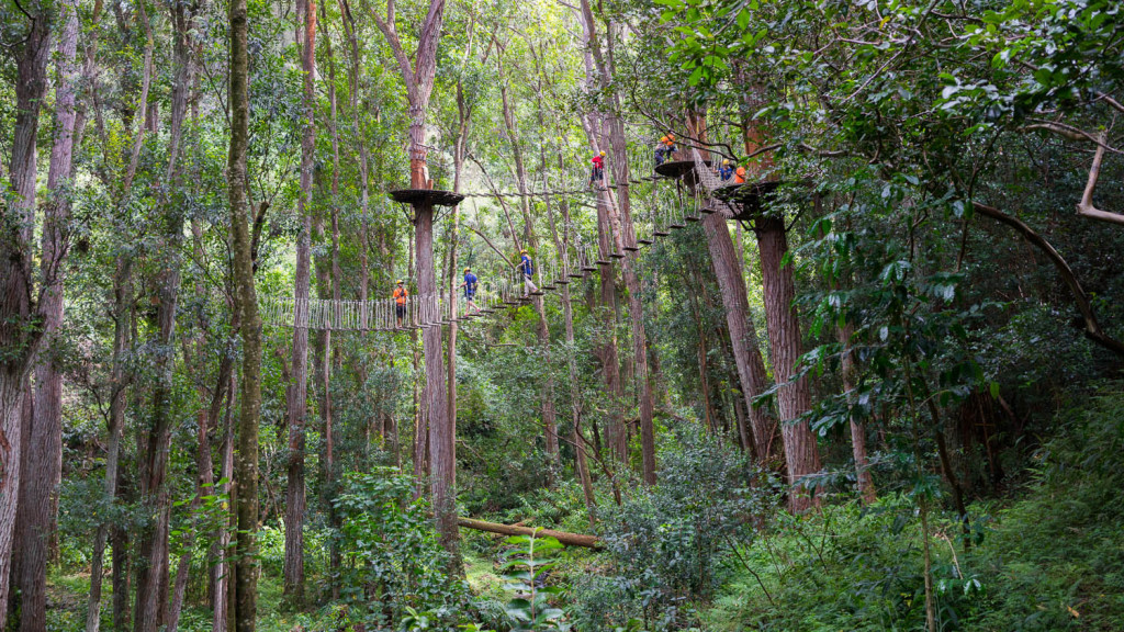 Product Private Canopy Zipline