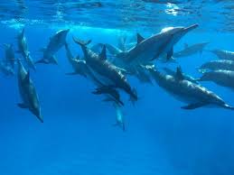 Product Wild Dolphin Swim